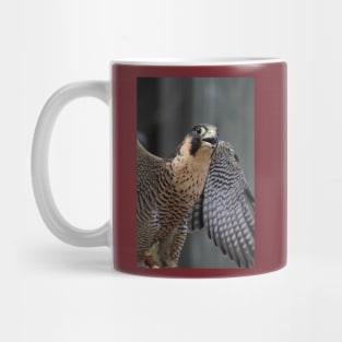 Peregrine Falcon Mug